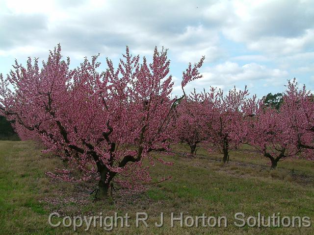 Peach blossom